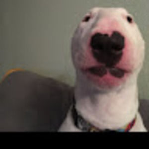 Meet your Posher, Rose